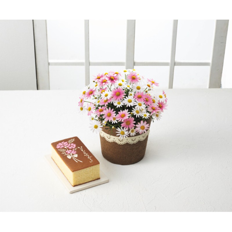 御祝.お返し,引出物,記念品は:【母の日専用】長﨑堂　母の日カステーラとマーガレット鉢植さくらべーる５号のセット商品のお届け期間：5.6(水)～5.10(日)。5月6日以降のご注文は「遅れてごめんね」対応となります。