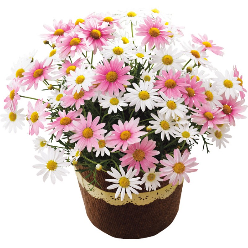 御祝.お返し,引出物,記念品は:【母の日専用】長﨑堂　母の日カステーラとマーガレット鉢植さくらべーる５号のセット商品のお届け期間：5.6(水)～5.10(日)。5月6日以降のご注文は「遅れてごめんね」対応となります。