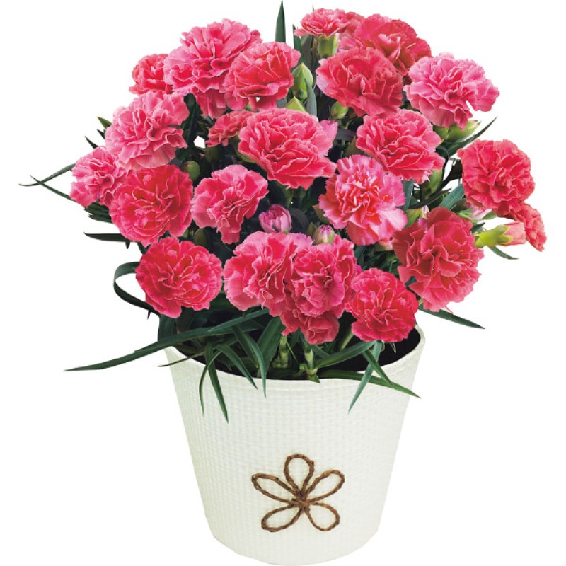 御祝.お返し,引出物,記念品は:【母の日専用】長﨑堂　母の日カステーラとカーネーション鉢植え４号のセット商品のお届け期間：5.6(水)～5.10(日)。5月6日以降のご注文は「遅れてごめんね」対応となります。