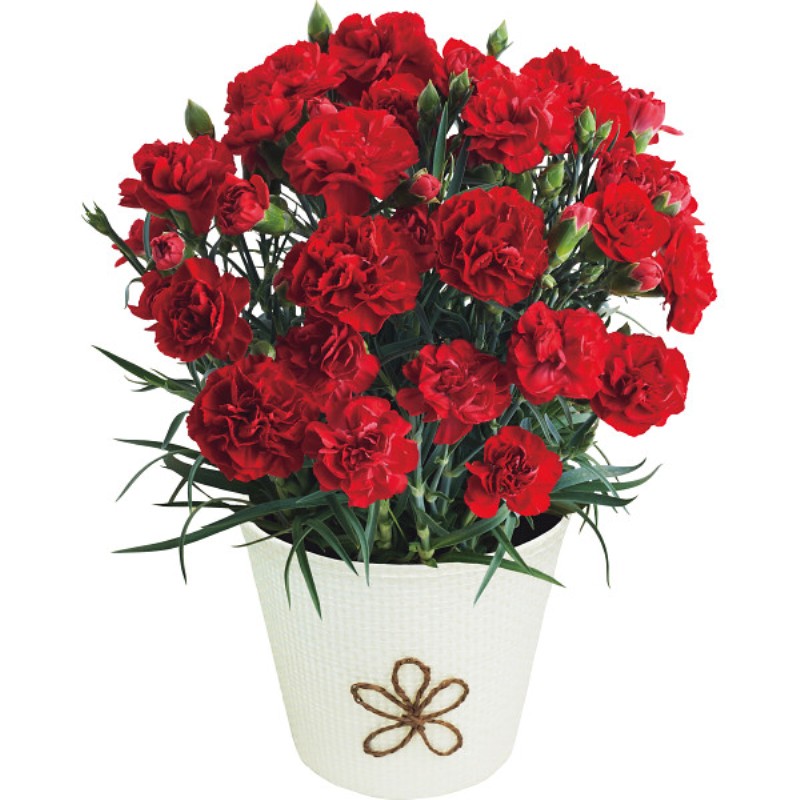 御祝.お返し,引出物,記念品は:【母の日専用】アンリシャルパンティエフィナンシェとカーネーションレッド４号セット商品のお届け期間：5.6(水)～5.10(日)。5月6日以降のご注文は「遅れてごめんね」対応となります。