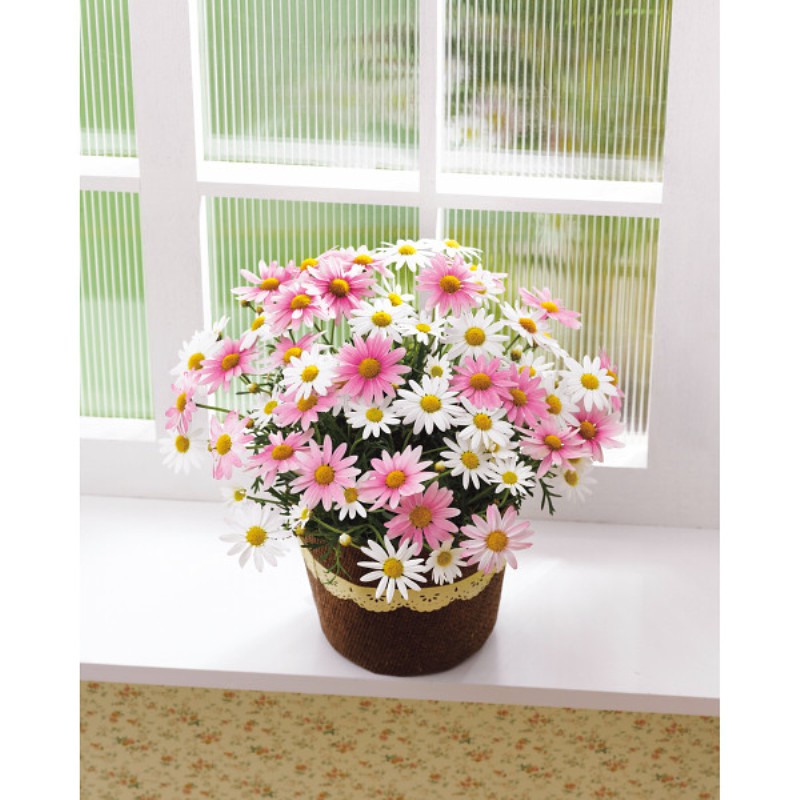 御祝.お返し,引出物,記念品は:【母の日専用】マーガレット鉢植え「さくらべーる」５号商品のお届け期間：5.6(水)～5.10(日)。5月6日以降のご注文は「遅れてごめんね」対応となります。
