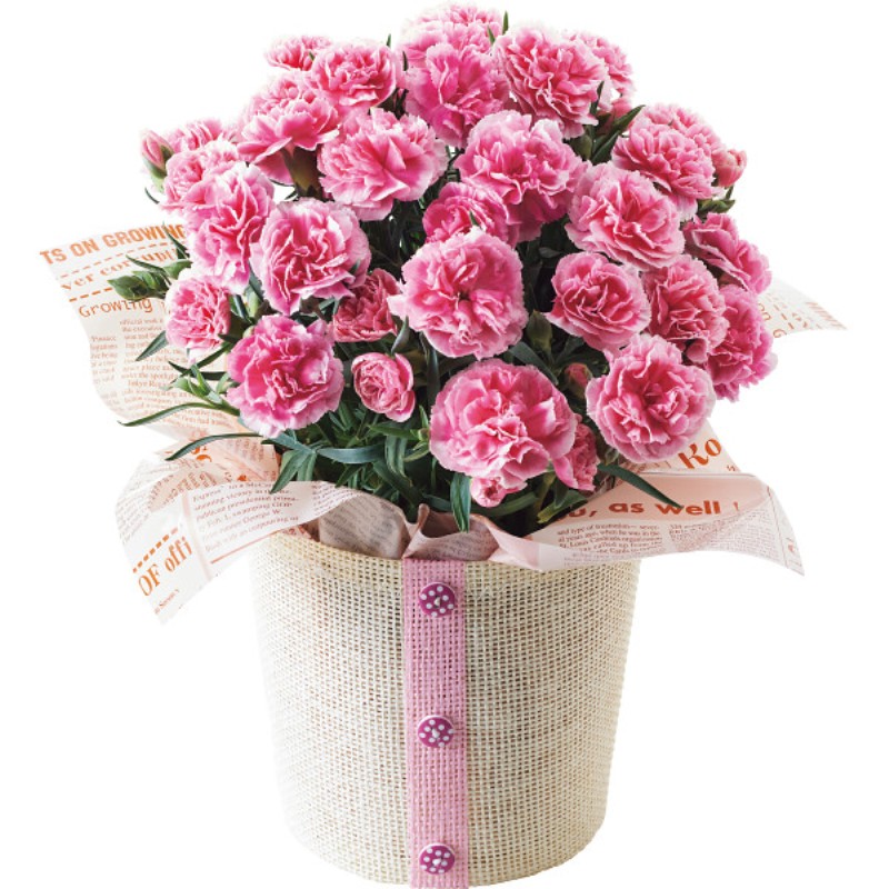 御祝.お返し,引出物,記念品は:【母の日専用】カーネーション鉢植え「ティーパーティ」５号商品のお届け期間：5.6(水)～5.10(日)。5月6日以降のご注文は「遅れてごめんね」対応となります。