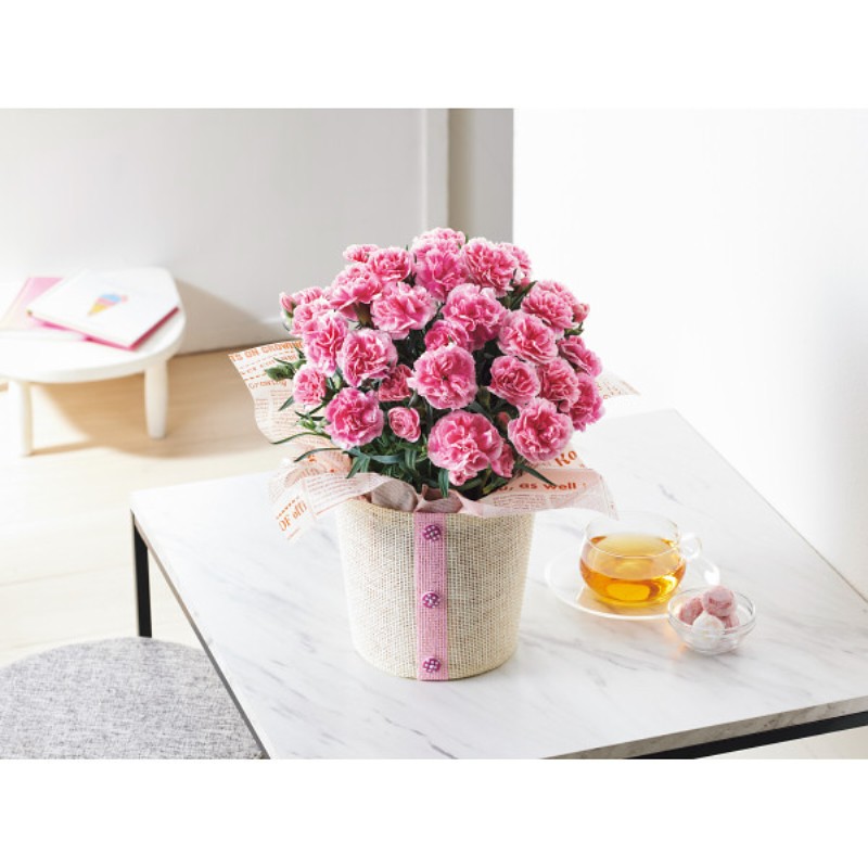 御祝.お返し,引出物,記念品は:【母の日専用】カーネーション鉢植え「ティーパーティ」５号商品のお届け期間：5.6(水)～5.10(日)。5月6日以降のご注文は「遅れてごめんね」対応となります。