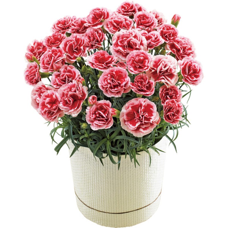 御祝.お返し,引出物,記念品は:【母の日専用】カーネーション鉢植え「いちごホイップ」５号商品のお届け期間：5.6(水)～5.10(日)。5月6日以降のご注文は「遅れてごめんね」対応となります。