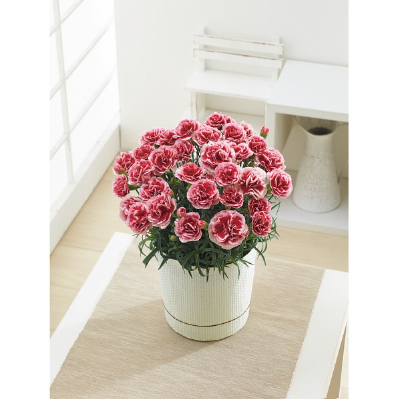 御祝.お返し,引出物,記念品は:【母の日専用】カーネーション鉢植え「いちごホイップ」５号商品のお届け期間：5.6(水)～5.10(日)。5月6日以降のご注文は「遅れてごめんね」対応となります。