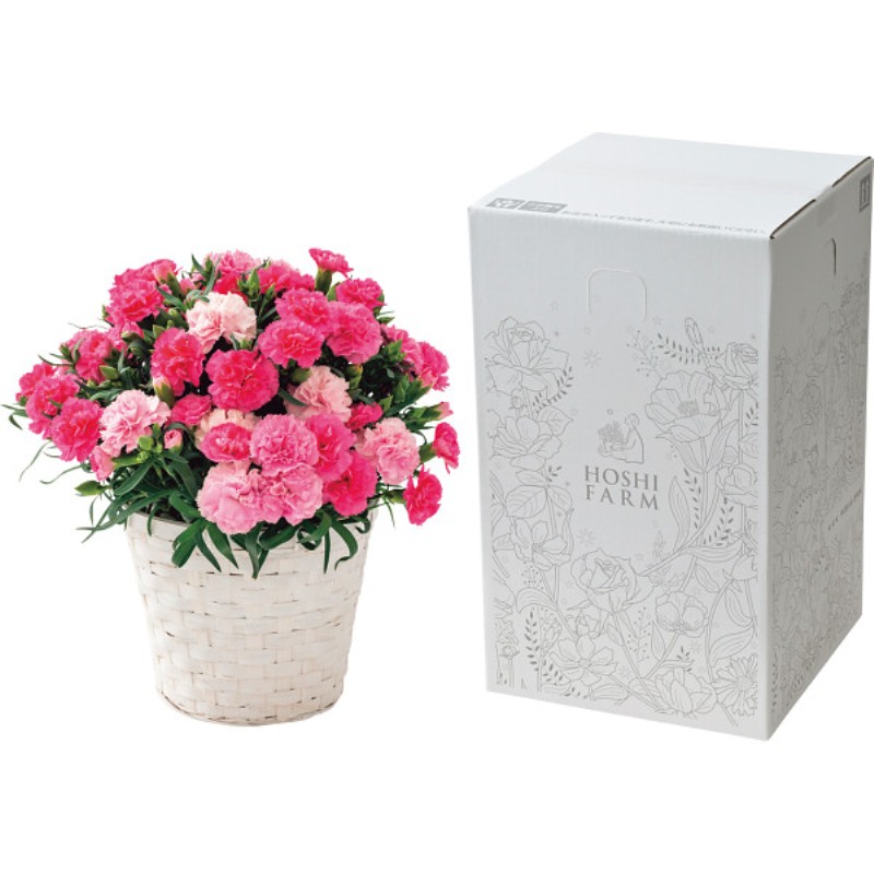 御祝.お返し,引出物,記念品は:【母の日専用】ホシファーム　カーネーション鉢植え「ホットハート」５号商品のお届け期間：5.6(水)～5.10(日)。5月6日以降のご注文は「遅れてごめんね」対応となります。