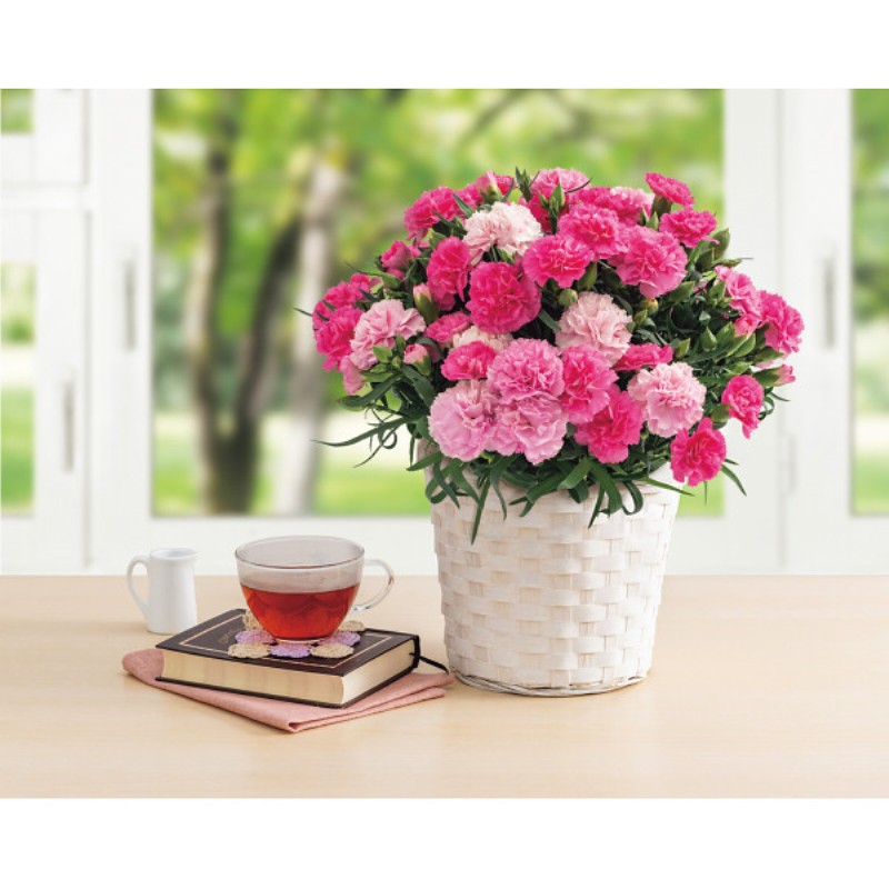 御祝.お返し,引出物,記念品は:【母の日専用】ホシファーム　カーネーション鉢植え「ホットハート」５号商品のお届け期間：5.6(水)～5.10(日)。5月6日以降のご注文は「遅れてごめんね」対応となります。