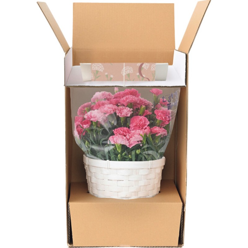 御祝.お返し,引出物,記念品は:【母の日専用】ホシファーム　カーネーション鉢植え「ホットハート」５号＆徳島なると金時のどら焼き商品のお届け期間：5.6(水)～5.10(日)。5月6日以降のご注文は「遅れてごめんね」対応となります。