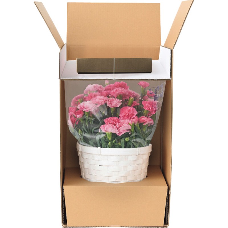 御祝.お返し,引出物,記念品は:【母の日専用】ホシファーム　カーネーション鉢植え「ホットハート」５号＆焦がしキャラメルがしみ込んだバーム商品のお届け期間：5.6(水)～5.10(日)。5月6日以降のご注文は「遅れてごめんね」対応となります。