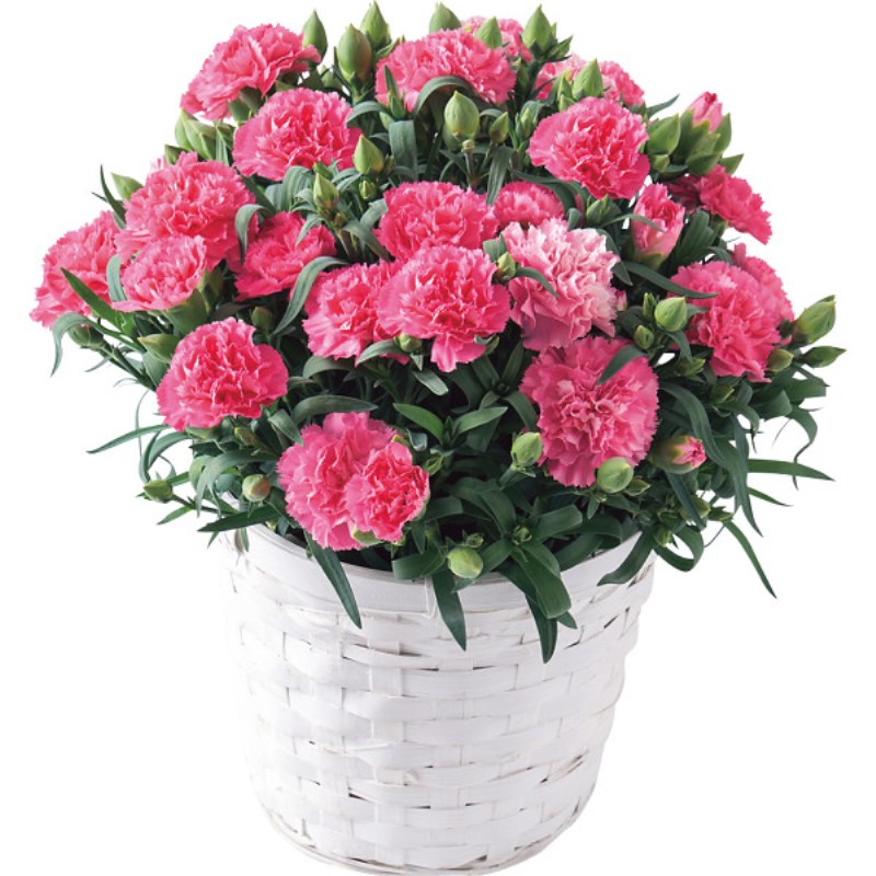 御祝.お返し,引出物,記念品は:【母の日専用】ホシファーム　カーネーション鉢植え「ホットハート」５号＆焦がしキャラメルがしみ込んだバーム商品のお届け期間：5.6(水)～5.10(日)。5月6日以降のご注文は「遅れてごめんね」対応となります。