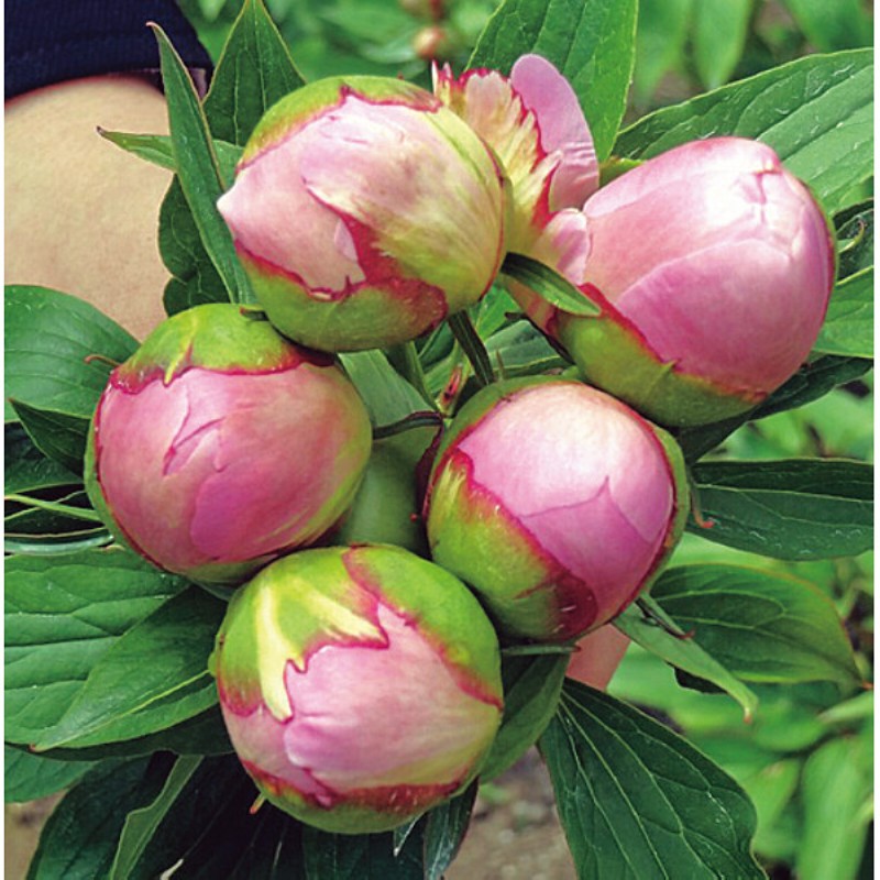 御祝.お返し,引出物,記念品は:【母の日専用】シャクヤクの花束商品のお届け期間：5.6(水)～5.10(日)。5月6日以降のご注文は「遅れてごめんね」対応となります。