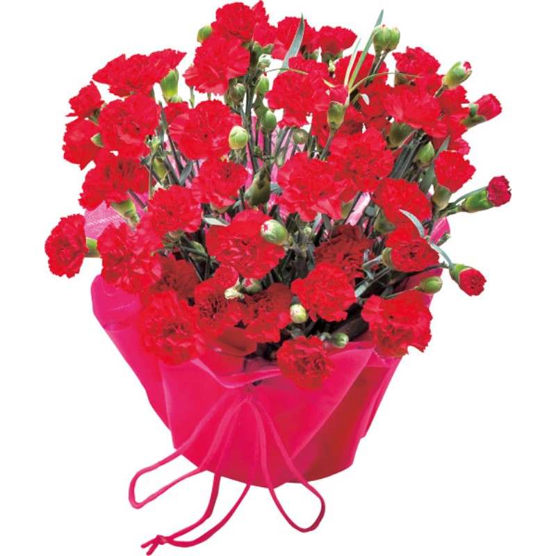 御祝.お返し,引出物,記念品は:【母の日専用】カーネーション鉢植え 赤商品のお届け期間：5.6(水)～5.10(日)。5月6日以降のご注文は「遅れてごめんね」対応となります。