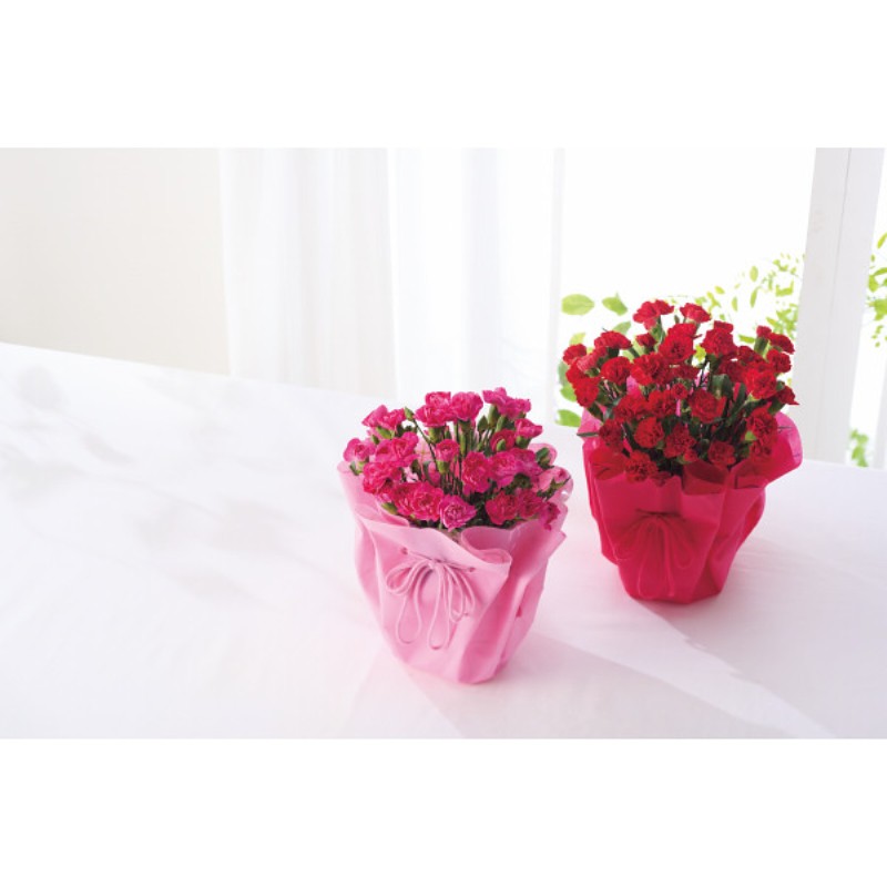 御祝.お返し,引出物,記念品は:【母の日専用】カーネーション鉢植え 赤商品のお届け期間：5.6(水)～5.10(日)。5月6日以降のご注文は「遅れてごめんね」対応となります。