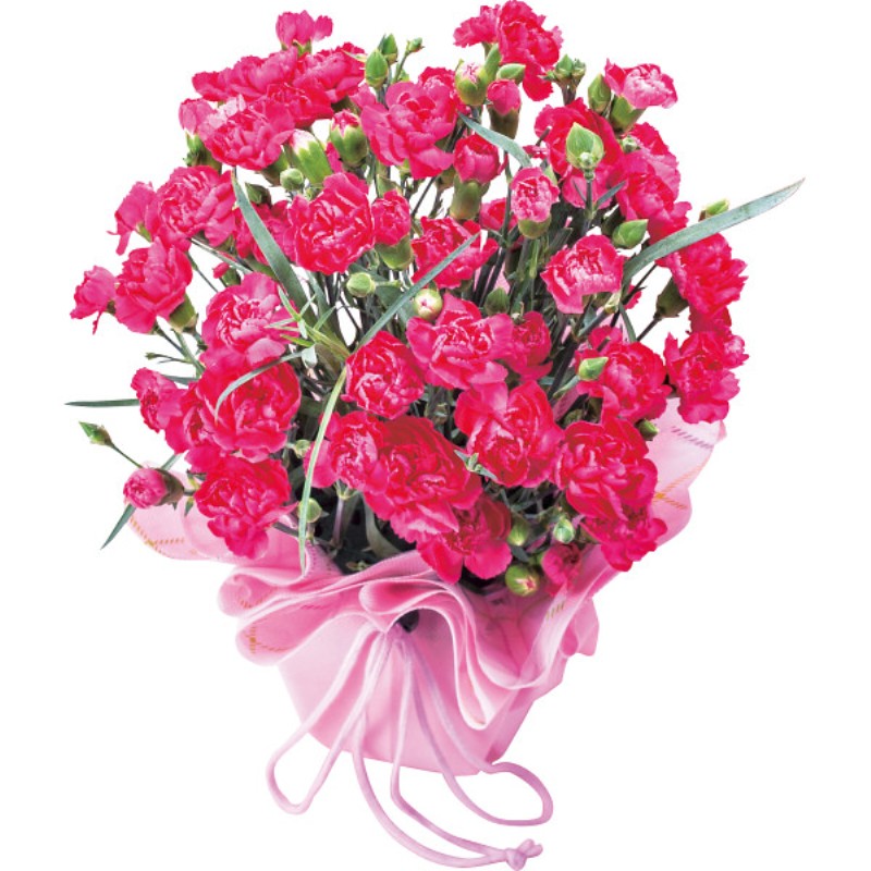 御祝.お返し,引出物,記念品は:【母の日専用】カーネーション鉢植え ピンク商品のお届け期間：5.6(水)～5.10(日)。5月6日以降のご注文は「遅れてごめんね」対応となります。