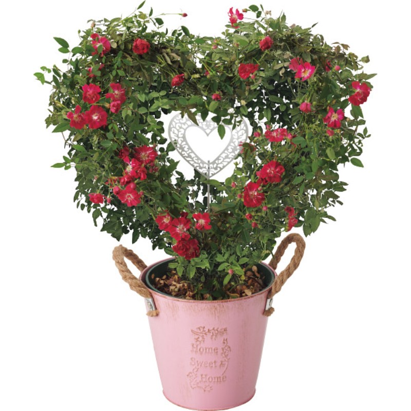 御祝.お返し,引出物,記念品は:【母の日専用】つるバラ　プリティーハートリング商品のお届け期間：5.6(水)～5.10(日)。5月6日以降のご注文は「遅れてごめんね」対応となります。