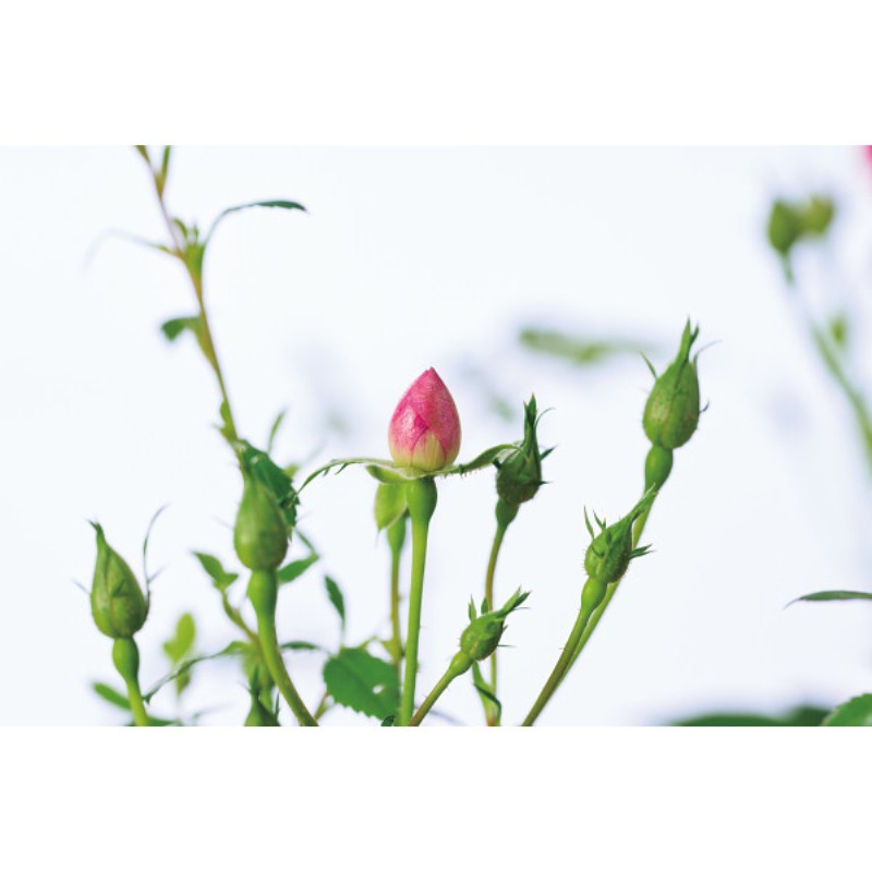 御祝.お返し,引出物,記念品は:【母の日専用】つるバラ　プリティーハートリング商品のお届け期間：5.6(水)～5.10(日)。5月6日以降のご注文は「遅れてごめんね」対応となります。