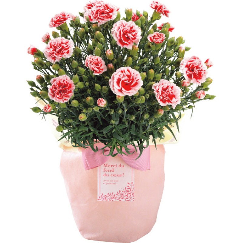 御祝.お返し,引出物,記念品は:【母の日専用】カーネーション鉢植え「いちごホイップ」５号商品のお届け期間：5.6(水)～5.10(日)。5月6日以降のご注文は「遅れてごめんね」対応となります。