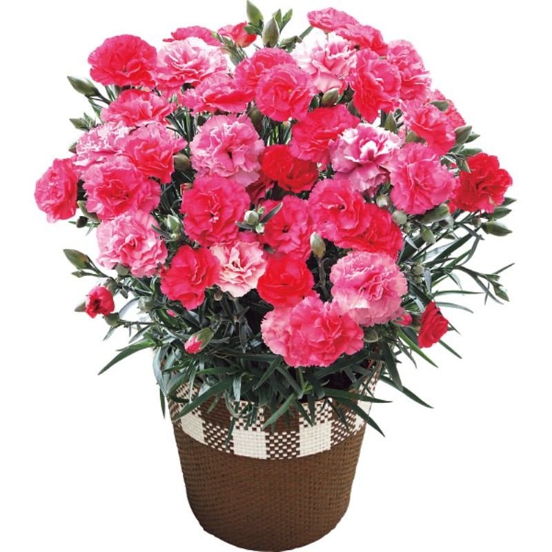 御祝.お返し,引出物,記念品は:【母の日専用】カーネーション鉢植え「さくらもなか」５号商品のお届け期間：5.6(水)～5.10(日)。5月6日以降のご注文は「遅れてごめんね」対応となります。