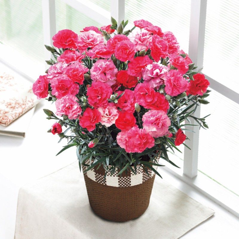 御祝.お返し,引出物,記念品は:【母の日専用】カーネーション鉢植え「さくらもなか」５号商品のお届け期間：5.6(水)～5.10(日)。5月6日以降のご注文は「遅れてごめんね」対応となります。