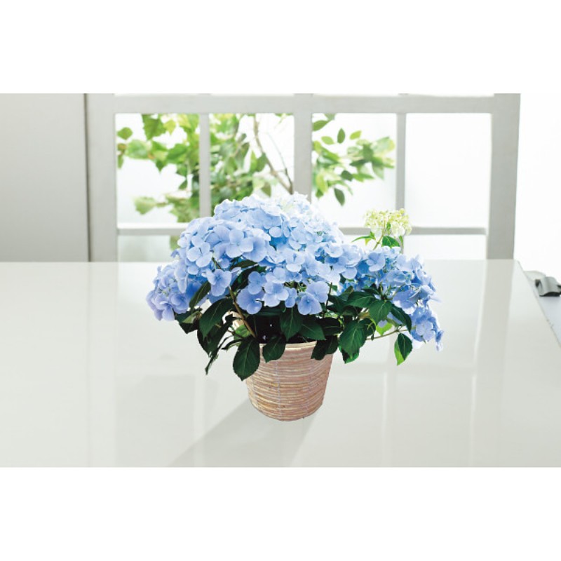 御祝.お返し,引出物,記念品は:【母の日専用】アジサイ　ラグランジア　クリスタルヴェール２商品のお届け期間：5.6(水)～5.10(日)。5月6日以降のご注文は「遅れてごめんね」対応となります。