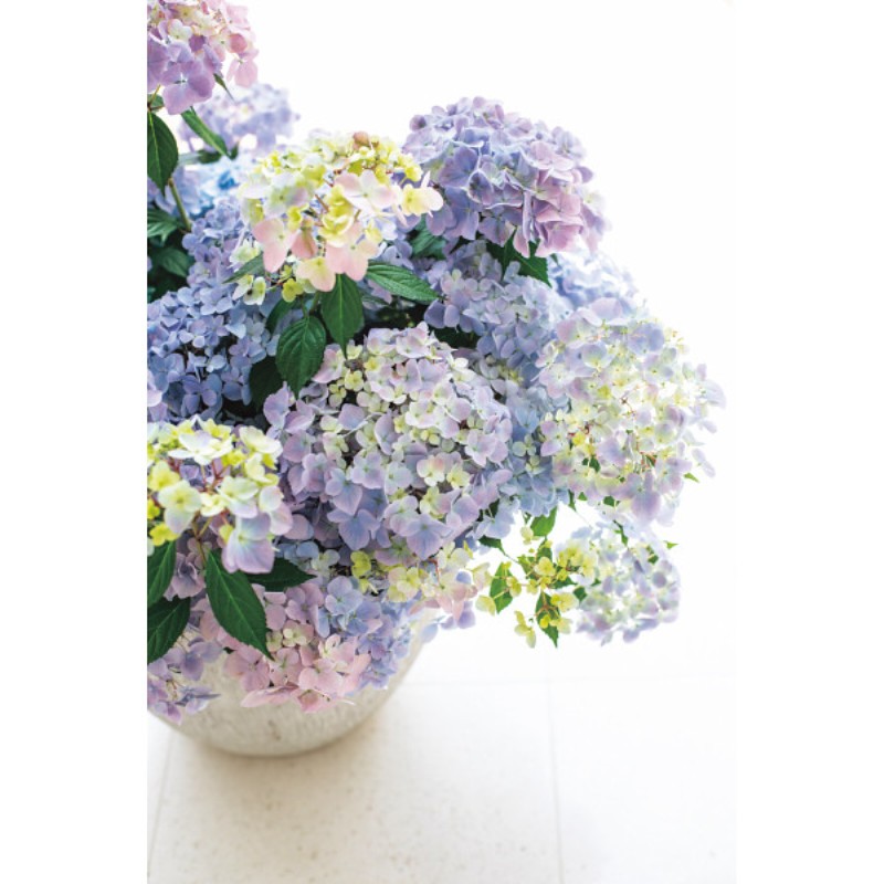 御祝.お返し,引出物,記念品は:【母の日専用】アジサイ　ラグランジア　クリスタルヴェール２商品のお届け期間：5.6(水)～5.10(日)。5月6日以降のご注文は「遅れてごめんね」対応となります。