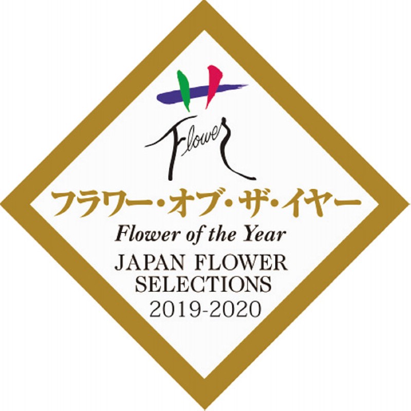 御祝.お返し,引出物,記念品は:【母の日専用】アジサイ　ラグランジア　ブライダルシャワー商品のお届け期間：5.6(水)～5.10(日)。5月6日以降のご注文は「遅れてごめんね」対応となります。