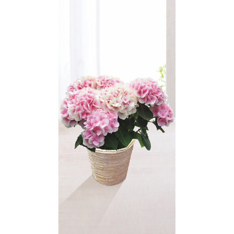 御祝.お返し,引出物,記念品は:【母の日専用】アジサイ鉢植え　コットンキャンディ商品のお届け期間：5.6(水)～5.10(日)。5月6日以降のご注文は「遅れてごめんね」対応となります。