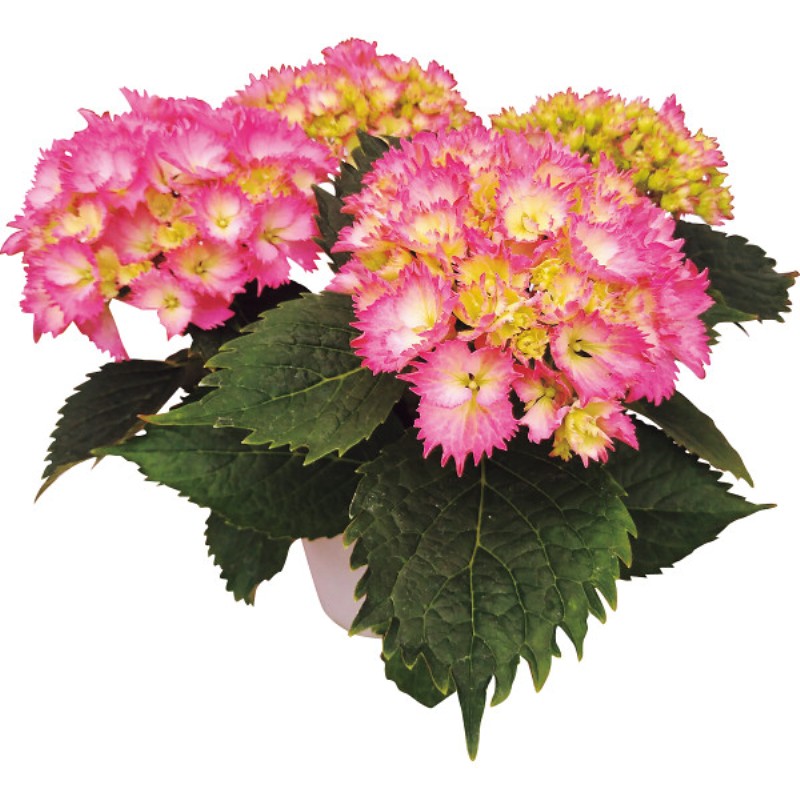 御祝.お返し,引出物,記念品は:【母の日専用】アジサイ鉢植え　星なでしこ商品のお届け期間：5.6(水)～5.10(日)。5月6日以降のご注文は「遅れてごめんね」対応となります。