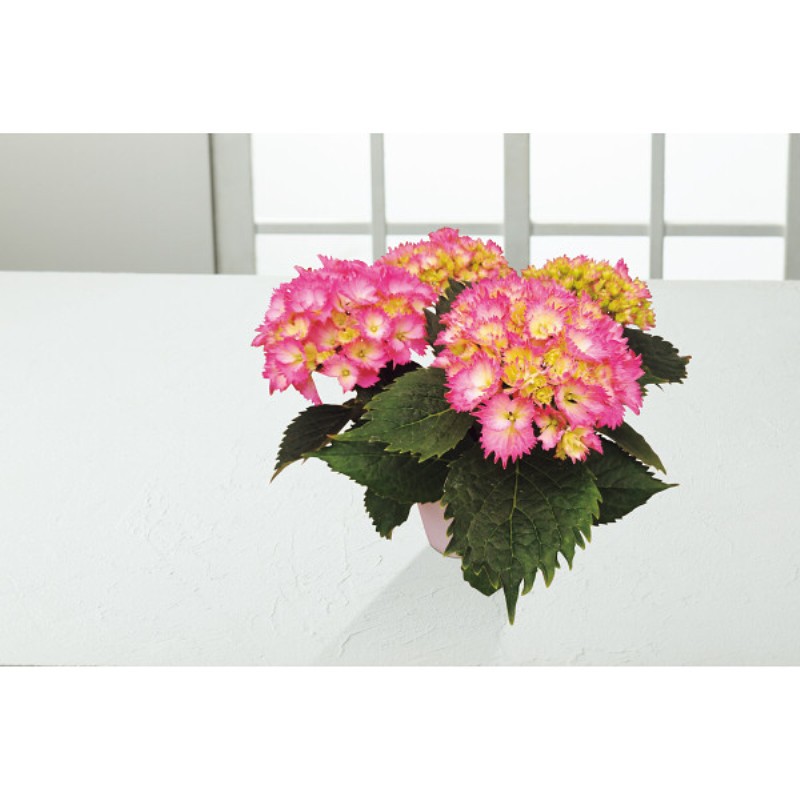 御祝.お返し,引出物,記念品は:【母の日専用】アジサイ鉢植え　星なでしこ商品のお届け期間：5.6(水)～5.10(日)。5月6日以降のご注文は「遅れてごめんね」対応となります。