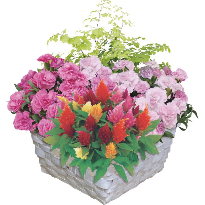 御祝.お返し,引出物,記念品は:【母の日専用】マザーズバスケット商品のお届け期間：5.6(水)～5.10(日)。5月6日以降のご注文は「遅れてごめんね」対応となります。