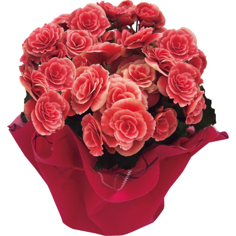 御祝.お返し,引出物,記念品は:【母の日専用】八重咲ベゴニア鉢植え　母里明日（ボリアス）商品のお届け期間：5.6(水)～5.10(日)。5月6日以降のご注文は「遅れてごめんね」対応となります。