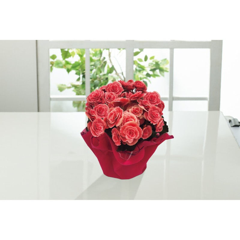 御祝.お返し,引出物,記念品は:【母の日専用】八重咲ベゴニア鉢植え　母里明日（ボリアス）商品のお届け期間：5.6(水)～5.10(日)。5月6日以降のご注文は「遅れてごめんね」対応となります。