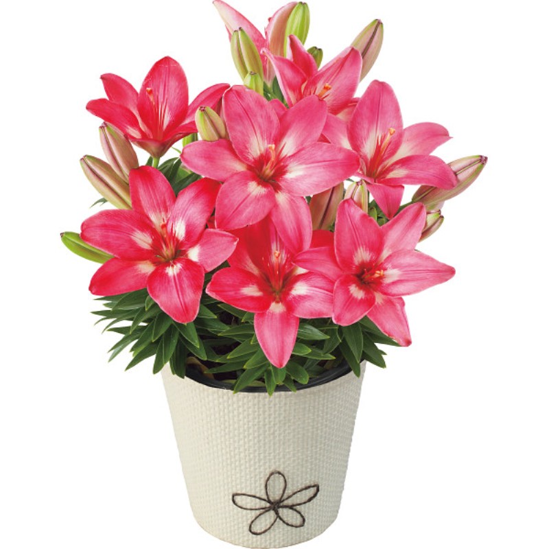 御祝.お返し,引出物,記念品は:【母の日専用】ユリ鉢植え　ロザリン商品のお届け期間：5.6(水)～5.10(日)。5月6日以降のご注文は「遅れてごめんね」対応となります。