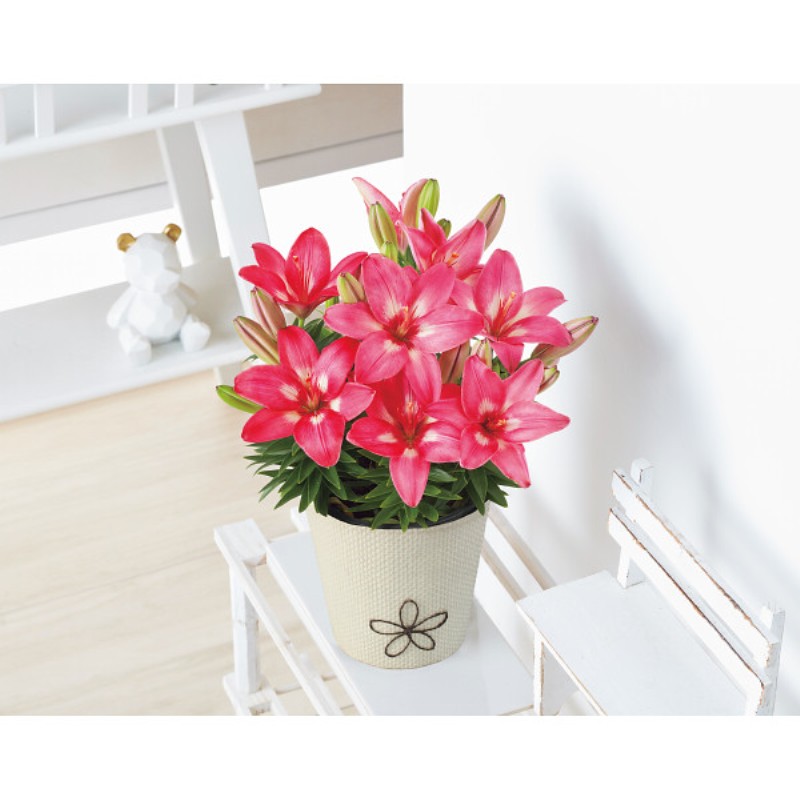 御祝.お返し,引出物,記念品は:【母の日専用】ユリ鉢植え　ロザリン商品のお届け期間：5.6(水)～5.10(日)。5月6日以降のご注文は「遅れてごめんね」対応となります。