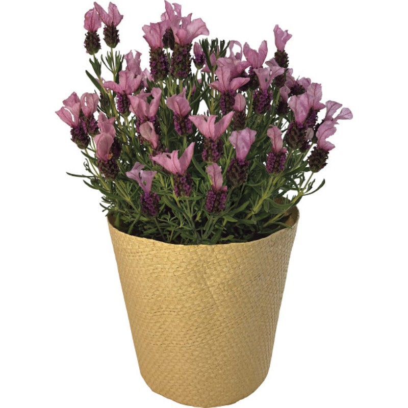 御祝.お返し,引出物,記念品は:【母の日専用】フレンチラベンダー鉢植え商品のお届け期間：5.6(水)～5.10(日)。5月6日以降のご注文は「遅れてごめんね」対応となります。