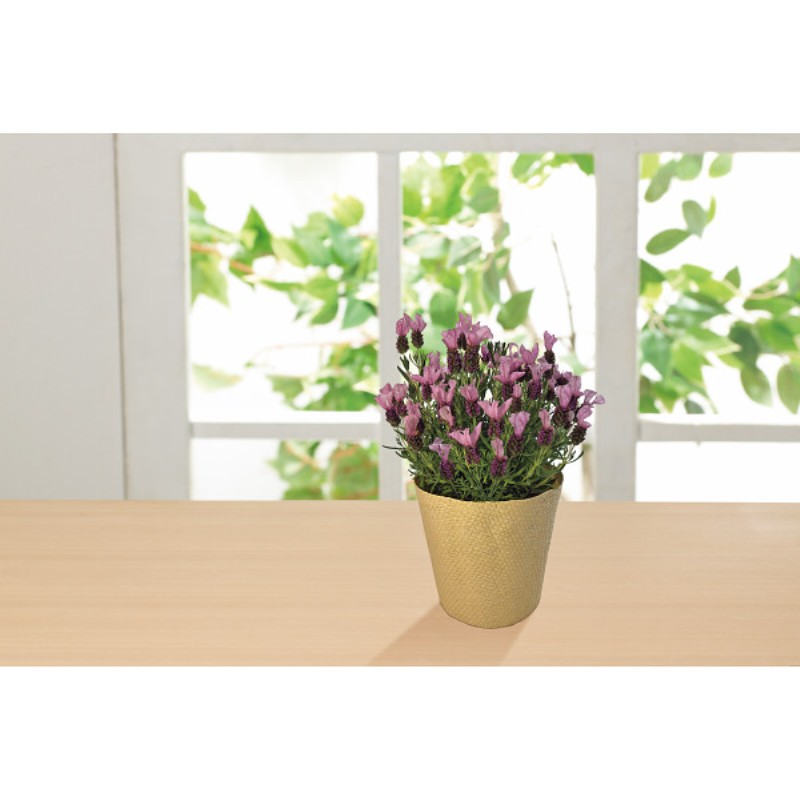 御祝.お返し,引出物,記念品は:【母の日専用】フレンチラベンダー鉢植え商品のお届け期間：5.6(水)～5.10(日)。5月6日以降のご注文は「遅れてごめんね」対応となります。