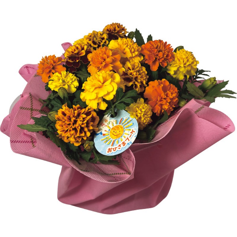 御祝.お返し,引出物,記念品は:【母の日専用】マリーゴールド鉢植え　おひさまブーケ商品のお届け期間：5.6(水)～5.10(日)。5月6日以降のご注文は「遅れてごめんね」対応となります。