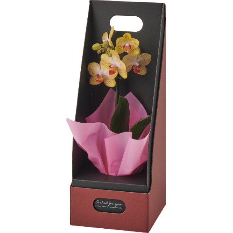 御祝.お返し,引出物,記念品は:【母の日専用】マイクロ胡蝶蘭（ギフトボックス入） イエロー商品のお届け期間：5.6(水)～5.10(日)。5月6日以降のご注文は「遅れてごめんね」対応となります。