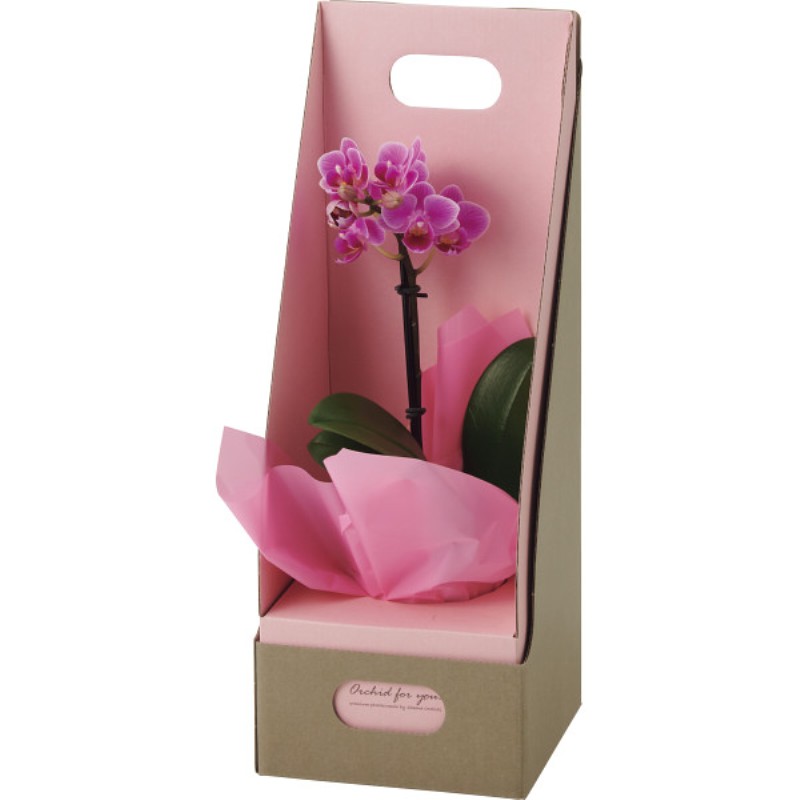 御祝.お返し,引出物,記念品は:【母の日専用】マイクロ胡蝶蘭（ギフトボックス入） ピンク商品のお届け期間：5.6(水)～5.10(日)。5月6日以降のご注文は「遅れてごめんね」対応となります。