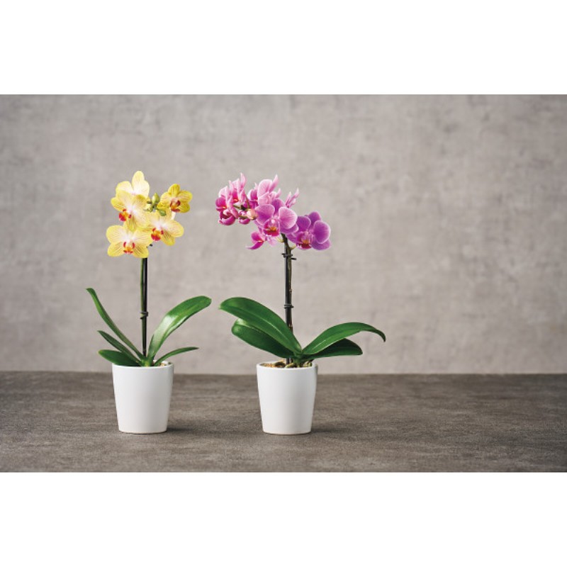 御祝.お返し,引出物,記念品は:【母の日専用】マイクロ胡蝶蘭（ギフトボックス入） ピンク商品のお届け期間：5.6(水)～5.10(日)。5月6日以降のご注文は「遅れてごめんね」対応となります。