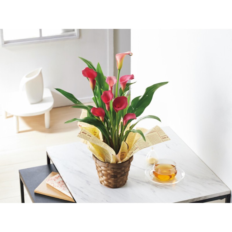 御祝.お返し,引出物,記念品は:【母の日専用】カラー鉢植え　チェリーソルベ商品のお届け期間：5.6(水)～5.10(日)。5月6日以降のご注文は「遅れてごめんね」対応となります。