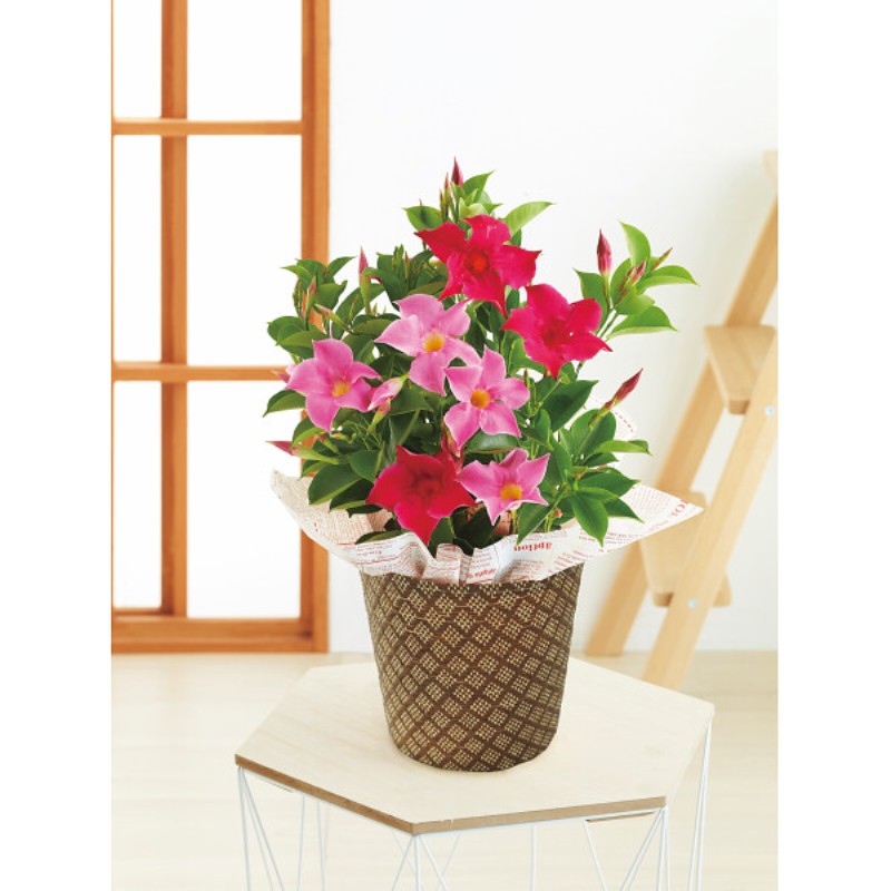 御祝.お返し,引出物,記念品は:【母の日専用】マンデビラ鉢植え　リップギャル２色植え商品のお届け期間：5.6(水)～5.10(日)。5月6日以降のご注文は「遅れてごめんね」対応となります。