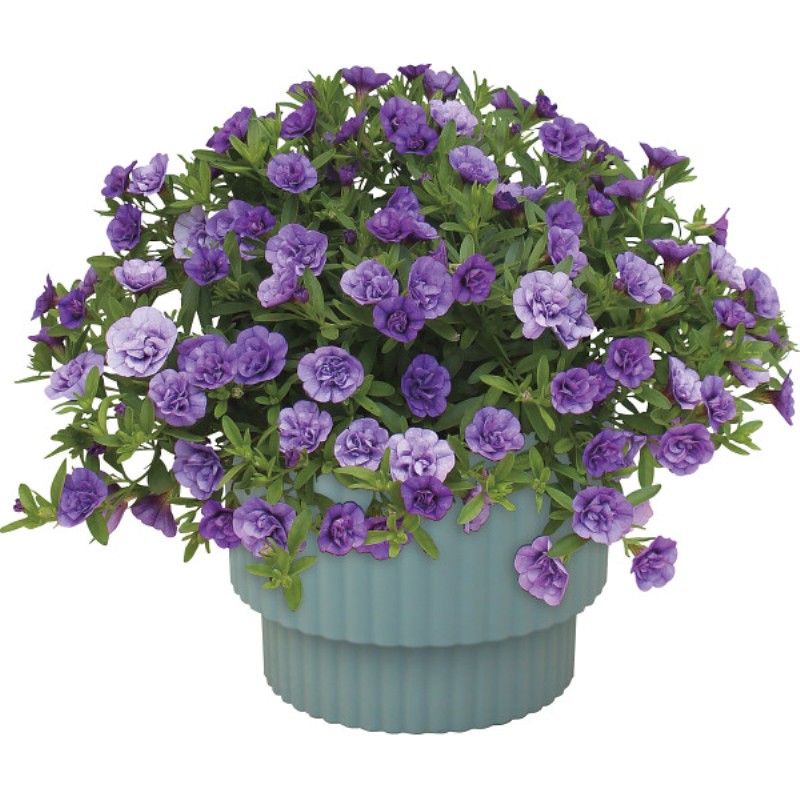 御祝.お返し,引出物,記念品は:【母の日専用】スーパーベル ダブルブルー商品のお届け期間：5.6(水)～5.10(日)。5月6日以降のご注文は「遅れてごめんね」対応となります。