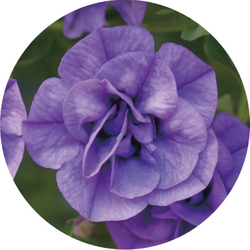 御祝.お返し,引出物,記念品は:【母の日専用】スーパーベル ダブルブルー商品のお届け期間：5.6(水)～5.10(日)。5月6日以降のご注文は「遅れてごめんね」対応となります。