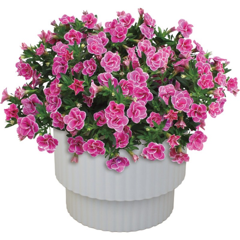 御祝.お返し,引出物,記念品は:【母の日専用】スーパーベル ダブルピンク商品のお届け期間：5.6(水)～5.10(日)。5月6日以降のご注文は「遅れてごめんね」対応となります。