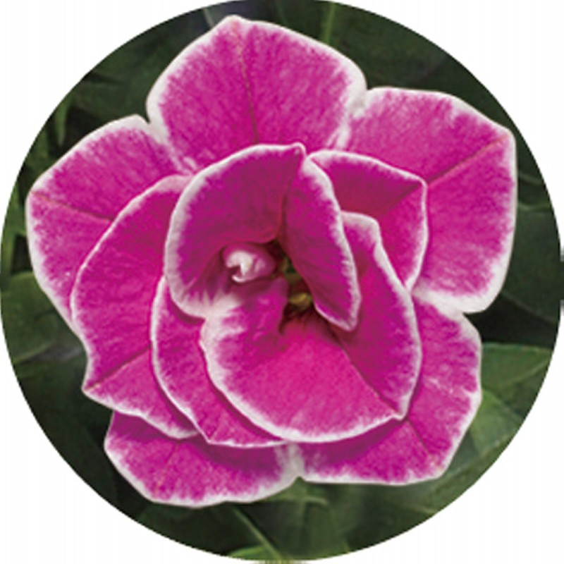 御祝.お返し,引出物,記念品は:【母の日専用】スーパーベル ダブルピンク商品のお届け期間：5.6(水)～5.10(日)。5月6日以降のご注文は「遅れてごめんね」対応となります。