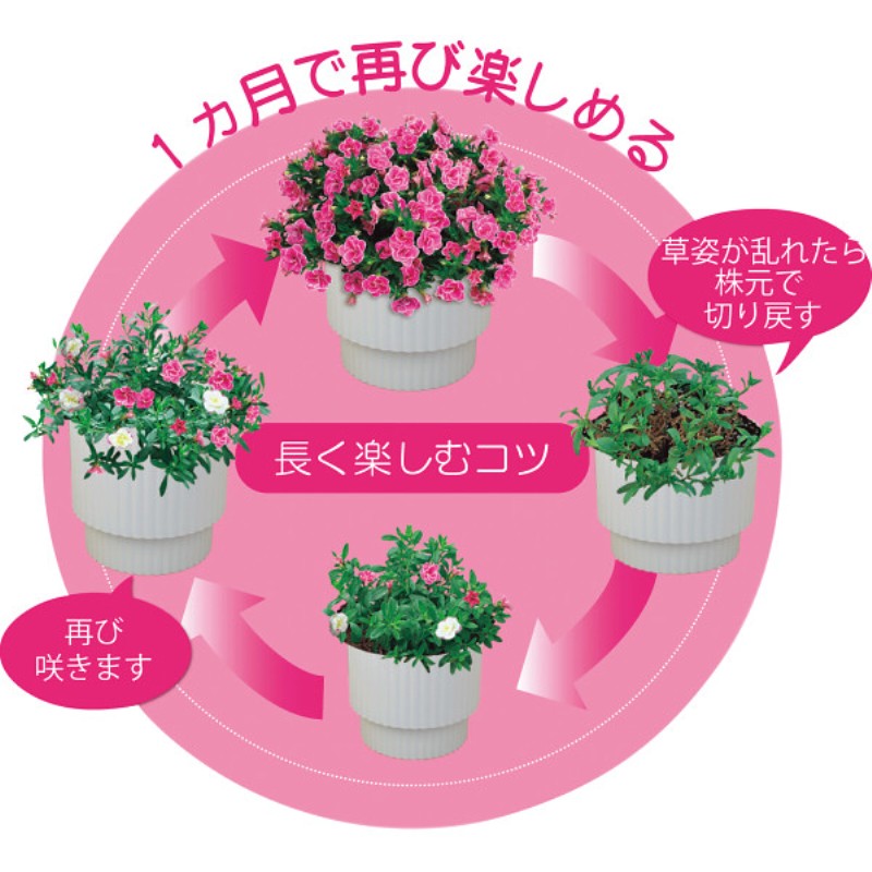 御祝.お返し,引出物,記念品は:【母の日専用】スーパーベル ダブルピンク商品のお届け期間：5.6(水)～5.10(日)。5月6日以降のご注文は「遅れてごめんね」対応となります。