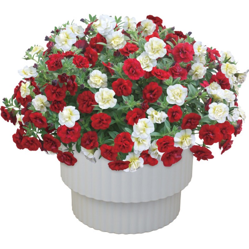 御祝.お返し,引出物,記念品は:【母の日専用】スーパーベル ダブルレッド＆ホワイト商品のお届け期間：5.6(水)～5.10(日)。5月6日以降のご注文は「遅れてごめんね」対応となります。