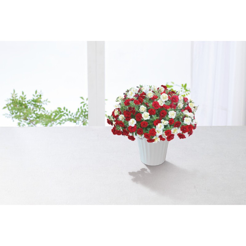 御祝.お返し,引出物,記念品は:【母の日専用】スーパーベル ダブルレッド＆ホワイト商品のお届け期間：5.6(水)～5.10(日)。5月6日以降のご注文は「遅れてごめんね」対応となります。