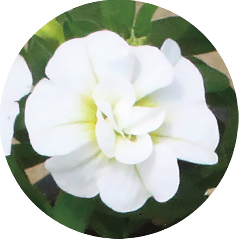 御祝.お返し,引出物,記念品は:【母の日専用】スーパーベル ダブルレッド＆ホワイト商品のお届け期間：5.6(水)～5.10(日)。5月6日以降のご注文は「遅れてごめんね」対応となります。